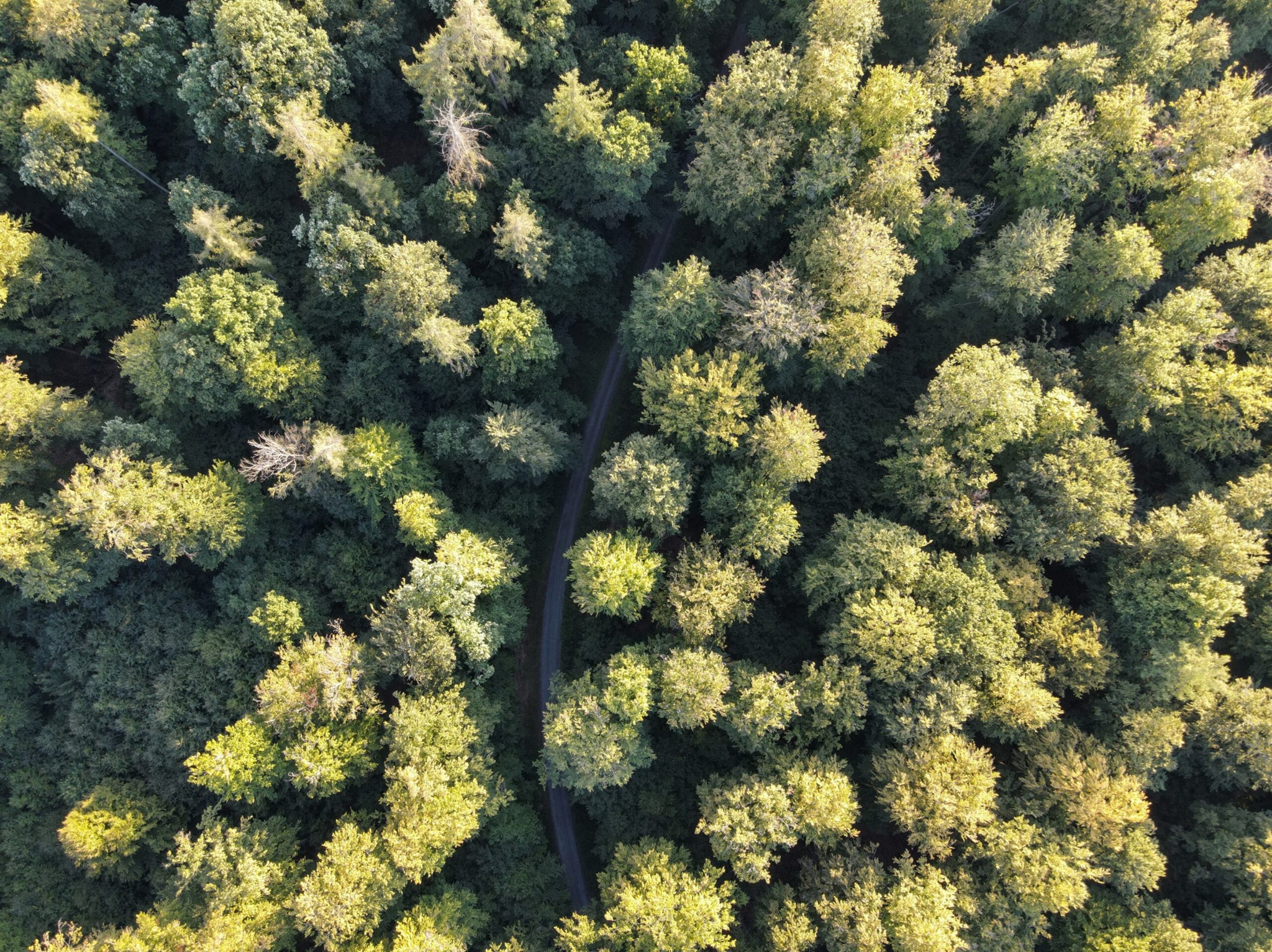 Bäume in der Natur